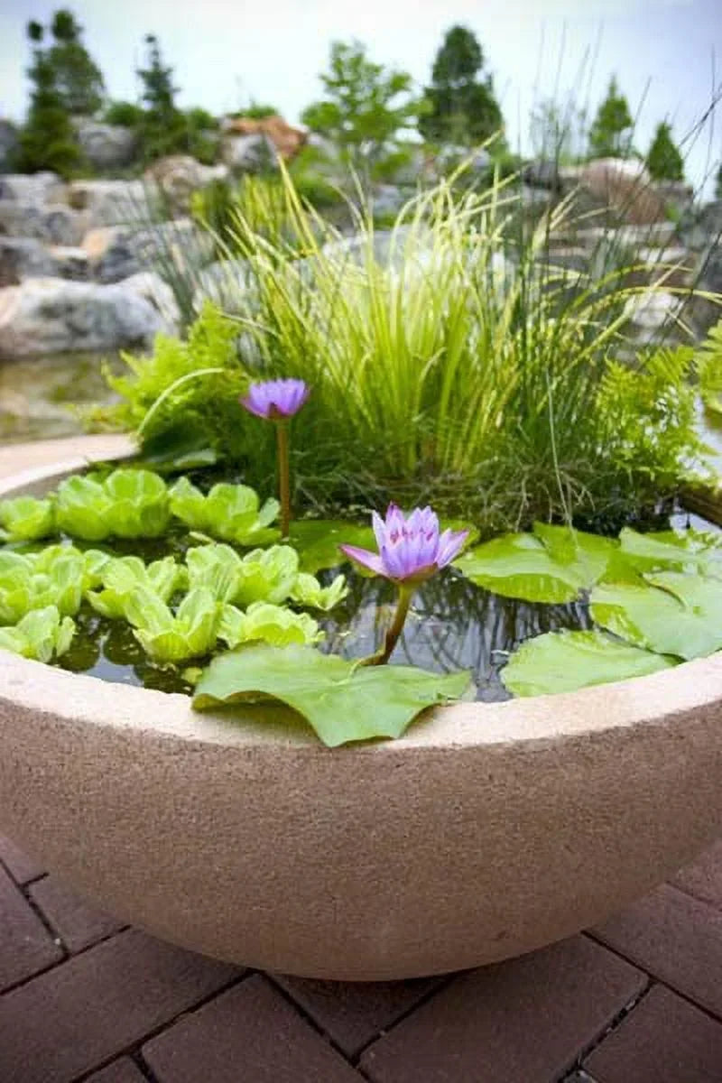 liquid Easy - Aquariums liquid and Premium Plants Pond 5 for Live Gardens Lettuce Floating